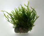   (Blepharostoma trichophyllum), M