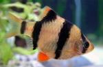   (Puntius tetrazona, Barbus tetrazona, Capoeta tetrazona), S