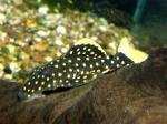  L-177 (Baryancistrus sp. L-177), M