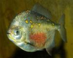   (Myloplus rubripinnis, Myleus rubripinnis), c M