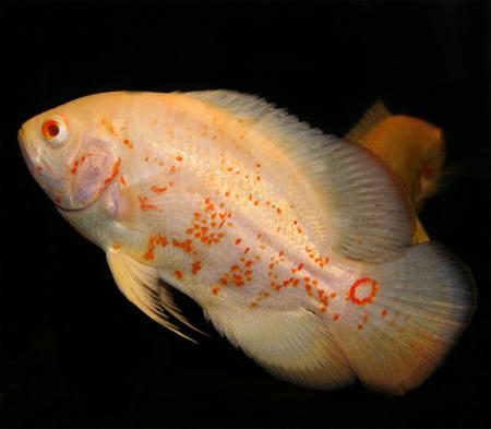 Астронотус-оскар альбинос (Astronotus ocellatus var. albino), M