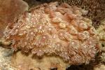  (Goniopora sp.), M