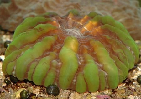  (Cynarina lacrymalis), M