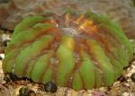 (Cynarina lacrymalis), M