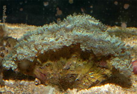 Физогира Лихтенштейна, Коралл жемчужный (Physogyra lichtensteini), M