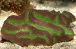  (Symphyllia sp.), M