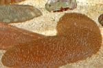  ,  (Polyphyllia talpina), M