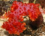  (Dendronephthya sp.), M