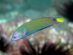  ,   (Thalassoma lunare), L