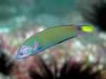  ,   (Thalassoma lunare), M