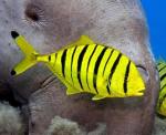  ,  , - (Gnathanodon speciosus), M