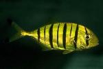 Золотистый каранкс, Каранг золотой, Рыба-лоцман (Gnathanodon speciosus), S