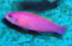  ,   (Pseudochromis porphyreus), M