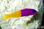 Ложнохромис королевский (Pseudochromis paccagnellae), M