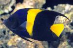  ,  , - (Pomacanthus asfur), M
