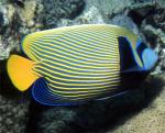  ,   (Pomacanthus imperator), M