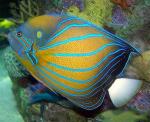  ,  ,   (Pomacanthus annularis), S