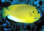  ,  ,   (Apolemichthys trimaculatus, Holacanthus trimaculatus), M