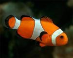 Клоун оцеллярис, Клоун трехленточный, Анемоновая рыбка-клоун (Amphiprion ocellaris), S