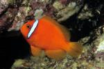  ,  ,  ,   (Amphiprion frenatus), M