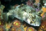 - , -  (Diodon holacanthus), S