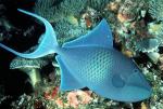  ,   (Odonus niger), S