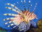 - ,  ,  , - (Pterois volitans), S