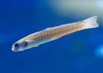  ,  ,  -,  - (Ptereleotris zebra), M