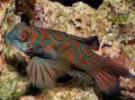  ,  ,  ,  ,   (Synchiropus splendidus, Pterosynchiropus splendidus), M