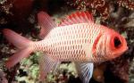 -  (Myripristis hexagona), M