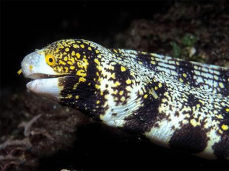 - ,  ,   (Echidna nebulosa), M