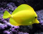  ,  ,   (Zebrasoma flavescens), M