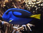  ,   ,    (Paracanthurus hepatus), M