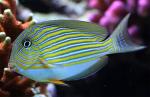  ,  , - (Acanthurus lineatus), M