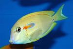  , -  (Acanthurus olivaceus), S