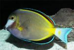  ,   (Acanthurus japonicus), M 