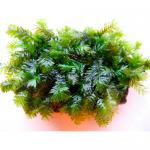    (Fissidens nobilis), M