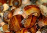   ,   (Tylomelania towutensis), M