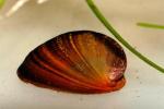    (Nerritina sp.), M