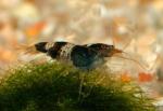   " " (Caridina cf. cantonensis), M