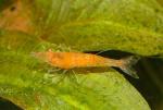    (Neocaridina heteropoda var. Lemon), M