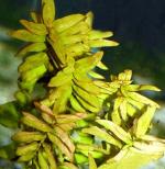   (Ammania senegalensis), M