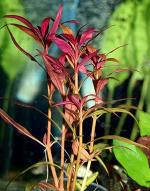   (Alternanthera reineckii), M,   