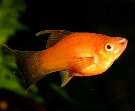 Меченосец высокоплавничный чернохвостый красный (Xiphophorus hellerii var.), L