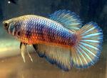   "" (Betta splendens var. "Super Delta"), , L 