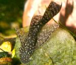    (Ancistrus dolichopterus), M