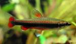  ,  ,   (Nannostomus beckfordi, Nannostomus anomalus, Nannostomus aripirangensis), L