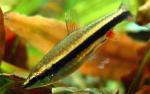  ,  ,   (Nannostomus beckfordi, Nannostomus anomalus, Nannostomus aripirangensis), M