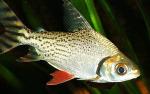   (Semaprochilodus insignis), M