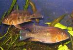  ,   (Acarichthys heckelii, Geophagus thayeri), M